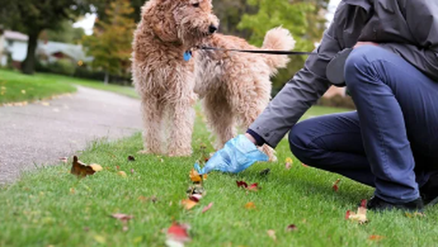 Si les chiens sont acceptés dans de nombreux endroits, leurs crottes le sont moins, surtout lorsqu’elles se retrouvent sur le trottoir ou dans les espaces publics.
