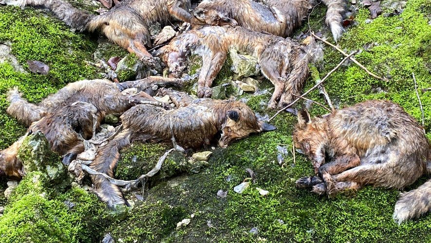 Les renards ont été tués d’une balle au niveau du poitrail.