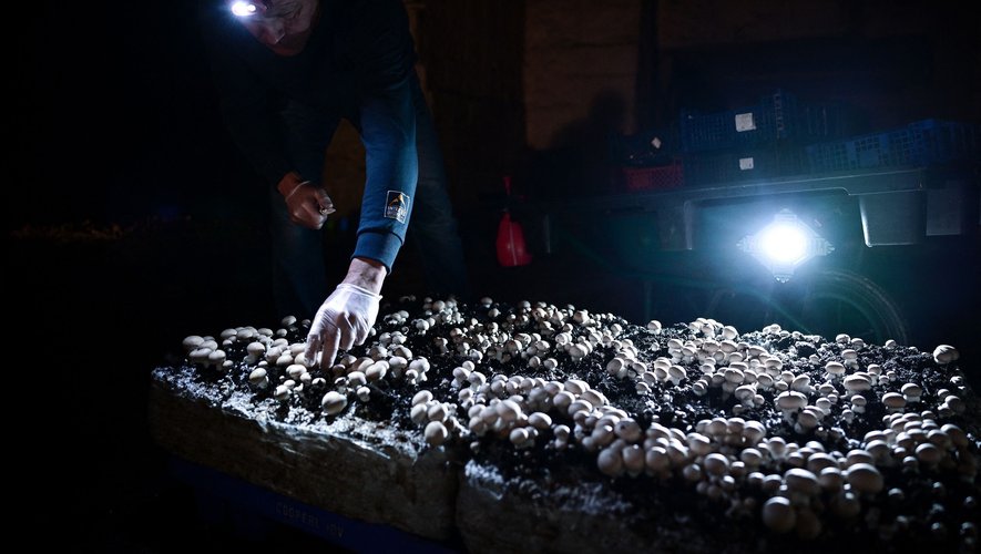 La production nationale de champignon frais est en "hausse régulière", passant de 36.000 tonnes en 2000 à 40.000 aujourd'hui.