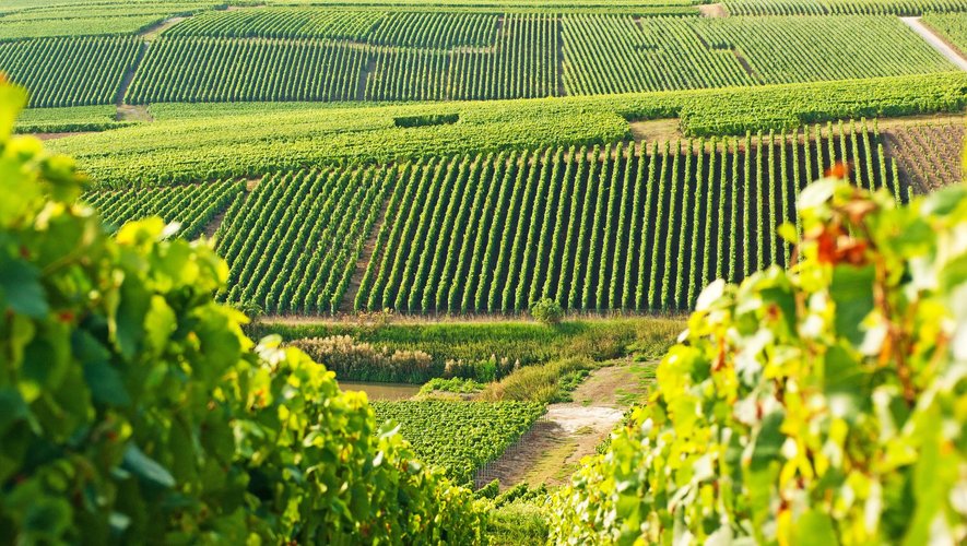 Avec le changement climatique, certaines régions du monde risquent de ne plus pouvoir produire de vin de façon rentable.