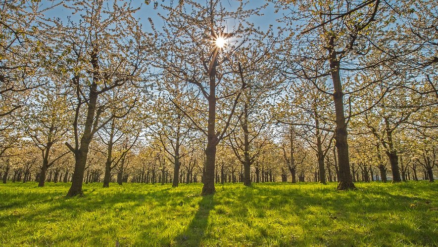 La plantation d’arbres, outil classique de la lutte contre le réchauffement climatique, peut avoir l’effet inverse si elle transforme des terrains clairs, qui réfléchissent l’énergie du soleil, en une forêt sombre qui l’absorbe.