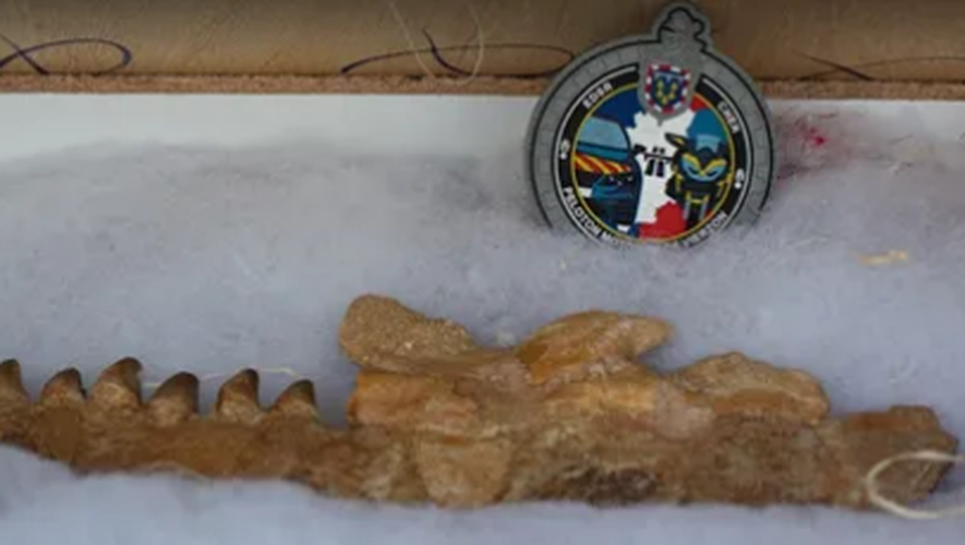 Quatre mètres d’ossements de dinosaure ont été retrouvés dans le coffre d’une voiture dans le Cher.