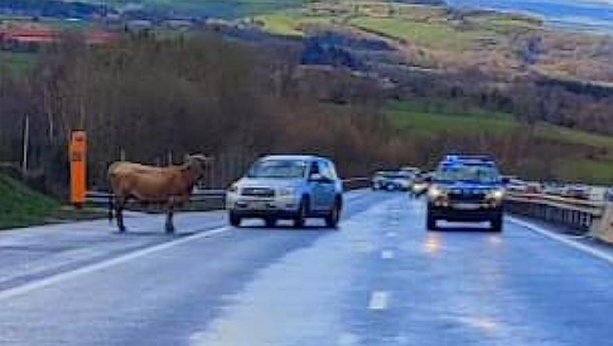 Une vache sur l'autoroute A75, de quoi surprendre un 1er avril.
