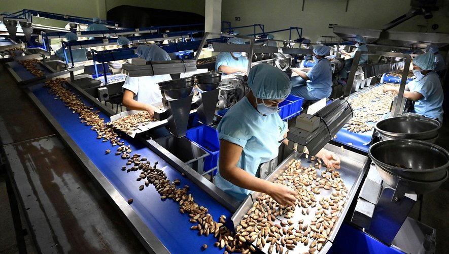 "La déforestation est un problème qui affecte l'industrie de la noix du Brésil", confirme l'ingénieur forestier Paul Cardenas, du Centre de recherche et de promotion de la paysannerie (Cipca).
