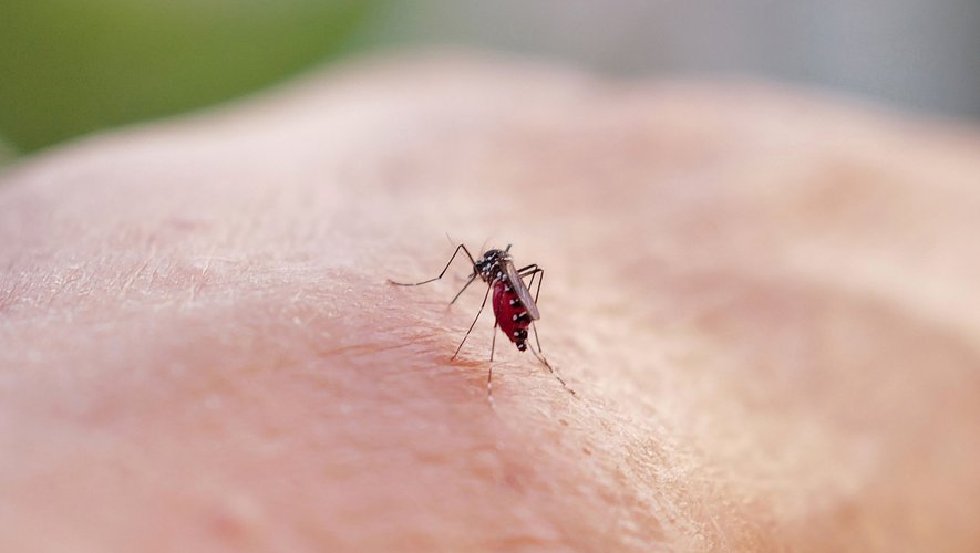 Vecteurs notamment du virus de la dengue, qui provoque une fièvre brutale, et dont l'incidence explose au Brésil et en Guyane française, les moustiques-tigres seront persona non grata aux Jeux Olympiques.
