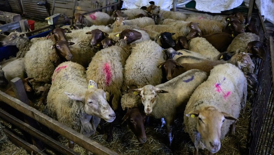 Malgré ses qualités durables, écouler la laine n'a jamais été aussi difficile pour les éleveurs français, qui dénoncent une filière complètement en panne. 