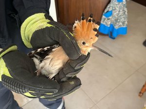 VIDEO. Occitanie : une huppe coincée dans une cheminée gentiment délivrée et priée de faire son nid ailleurs