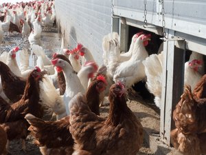 Grippe aviaire : et si l'épidémie se transmettait désormais entre humains ? L'OMS tire la sonnette d'alarme