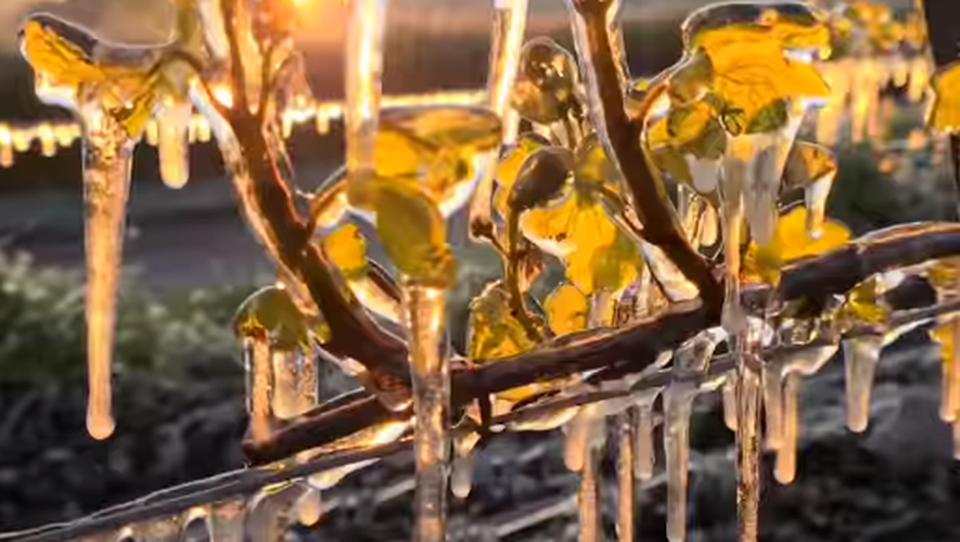 Dans le Chablis, des vignes aspergées d'eau pour les protéger du gel.