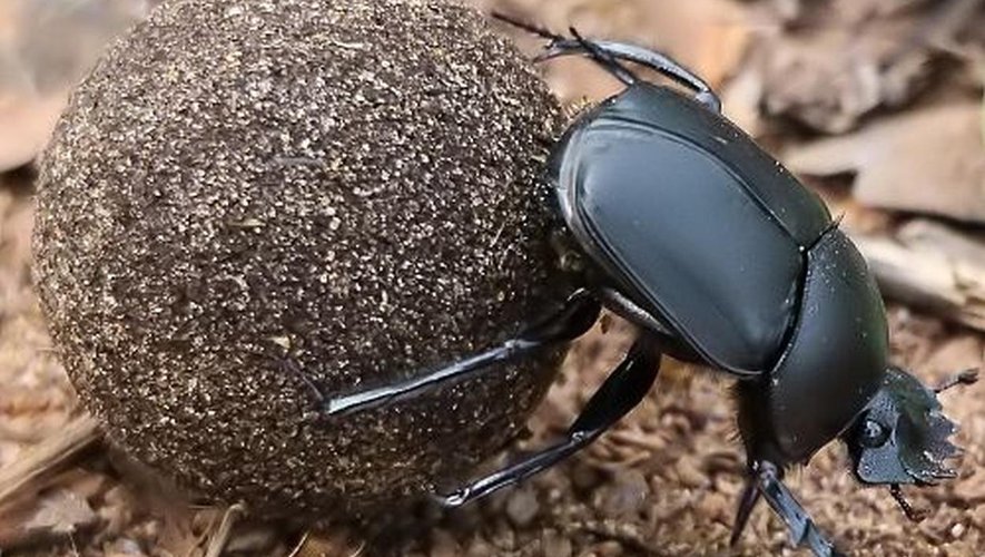 Le scarabée qui roule sa boule de bouse.
