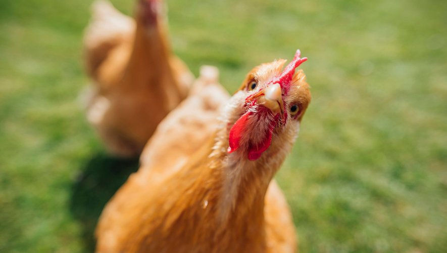 Les poules ont "des rougissements plus ou moins importants en fonction de leur état émotionnel", rapporte l'Institut national pour l'agriculture, l'alimentation et l'environnement (Inrae).