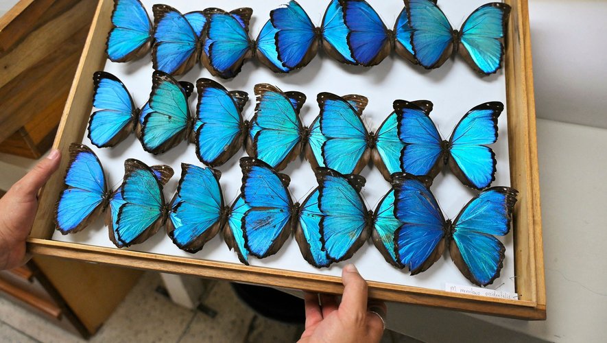 Les papillons sont des "bio-indicateurs", c'est-à-dire qu'ils sont "très sensibles, même à de petits changements dans l'écosystème", selon la  biologiste Maria Fernanda Checa.