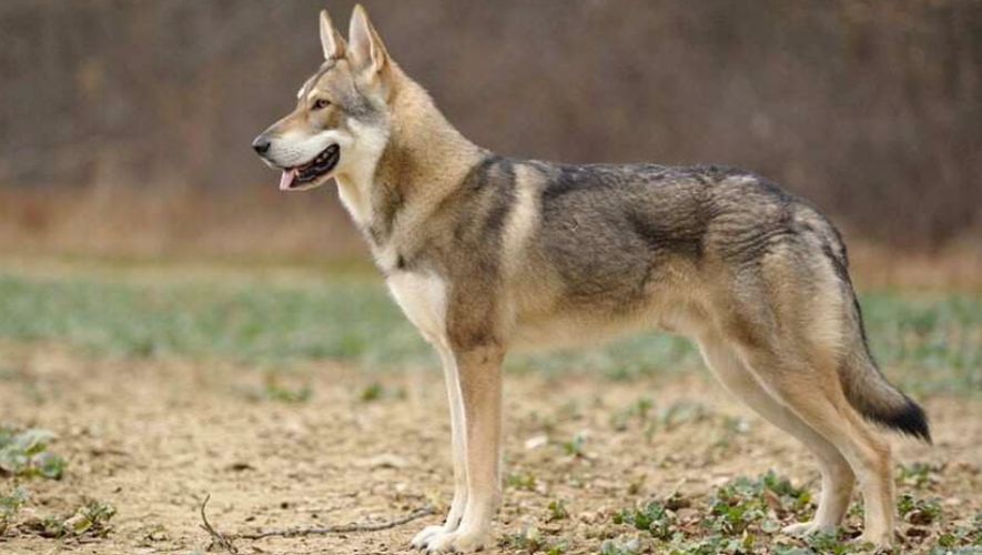 Le chien-loup de Saarloos présente de grandes similitudes avec un loup.