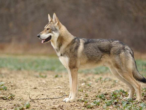L'autorisation d'abattage de chiens divaguant sur 5 communes de l'Aveyron motivée notamment par la présence d'un chien-loup de Saarloos