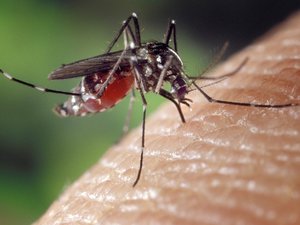 Moustique tigre : le nombre de cas de dengue dans l'Hexagone multiplié par treize en 2024, comment s'en prémunir ?