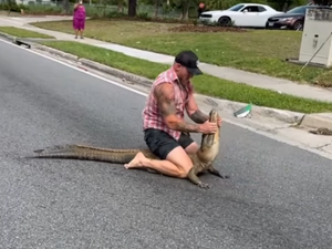 VIDÉO. Images saisissantes, il capture à mains nues un alligator de 2,40 m dans le centre de Jacksonville