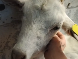 Aveyron : Bannshi, la chèvre sauvée de la maison de l'horreur à Alrance et opérée grâce à un élan de générosité, est décédée