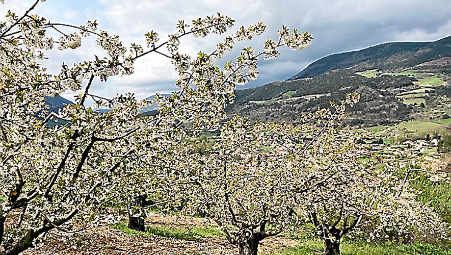 "Des récoltes détruites à 100 %", la vallée du Tarn touchée