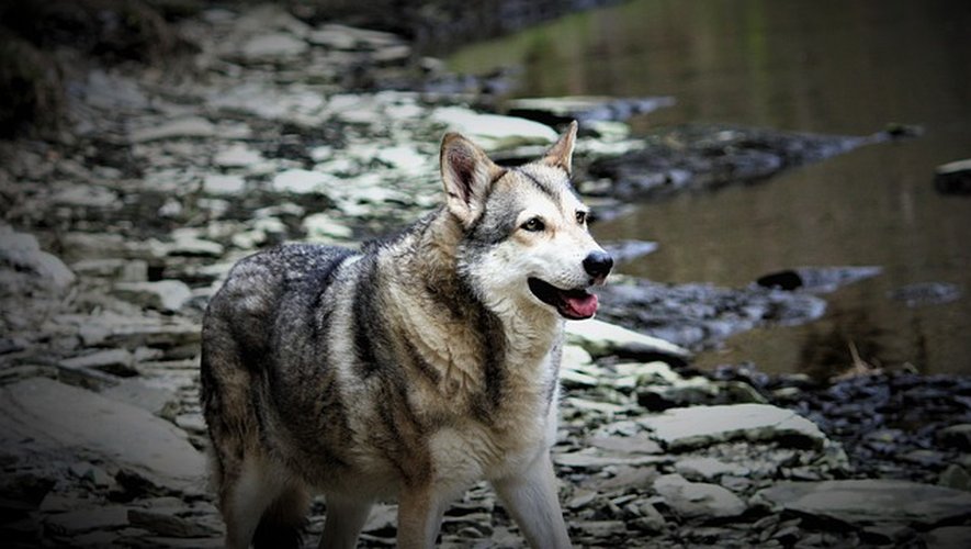 Le Saarloos est une race de chien proche du loup, soupçonné d’avoir mené des attaques de troupeau en Aveyron.