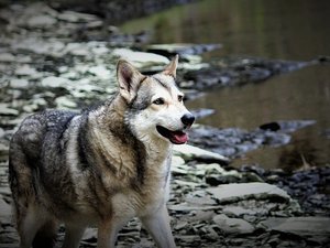 Autorisation d'abattage de chiens errants en Aveyron : le tribunal administratif suspend l'arrêté de la préfecture