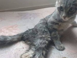 Abusé sexuellement et laissé à l'agonie : le récit glaçant de Pharel, un chaton de 4 mois retrouvé dans la rue en train de hurler de douleur