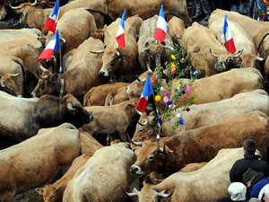 Aveyron : une tonne d'aligot et l'Unesco pour la transhumance sur l'Aubrac
