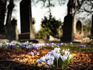 Drame dans un cimetière du Gard : une ancienne maire âgée de 93 ans tuée par un chien alors qu'elle venait fleurir la tombe de son mari