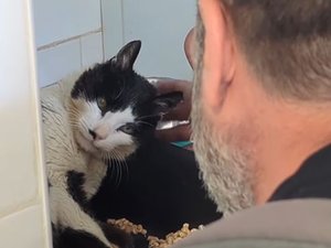VIDEO. Il retrouve son chat Tico qui avait disparu pendant 12 ans : émouvantes retrouvailles à la SPA de Montpellier