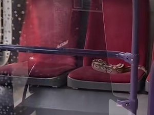 Le passager installé sur le siège arrière du bus est... un python, son propriétaire l'oublie en descendant
