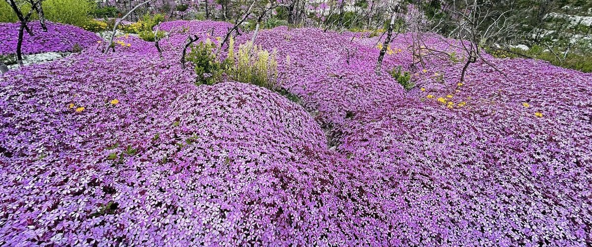 Cela va prendre plusieurs centaines d’années : quand la nature reprend ses droits après l’incendie de Mostuéjouls qui avait détruit près de 1 300 ha de végétation