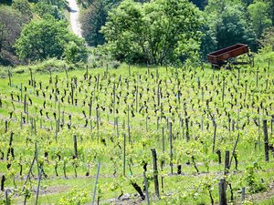 Vins d'Aveyron et Midi Events lancent le premier Aveyron Wine Tour le jeudi 27 juin