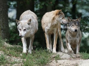 Durant son jogging matinal, elle se retrouve dans l'enclos des loups : une femme gravement blessée dans un zoo des Yvelines