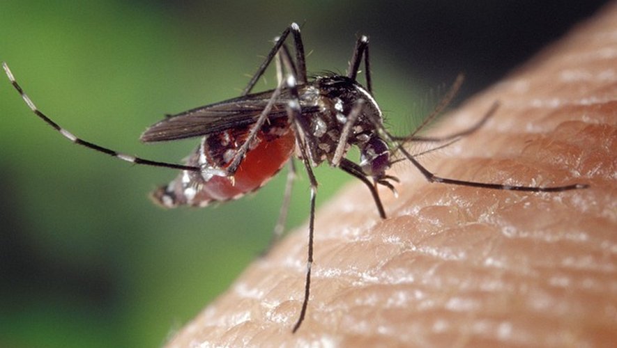 Finally, good weather on Monday after stormy spells: why is this the time that tiger mosquitoes also prefer? Finally, good weather on Monday after stormy spells: why is this the time that tiger mosquitoes also prefer?