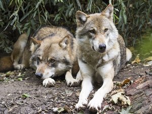 Joggeuse attaquée par des loups : état stable, plainte déposée, enquête ouverte... Ce que l'on sait cinq jours après le grave accident dans le zoo de Thoiry