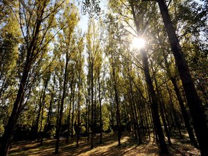 CARTE. Risque de feu de forêt : neuf départements encore en vigilance ce jeudi, dont quatre en Occitanie