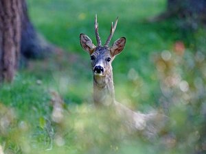 Un chevreuil égaré en plein coeur d'Aurillac, l'animal apeuré est secouru et relâché dans la nature par les sapeurs-pompiers