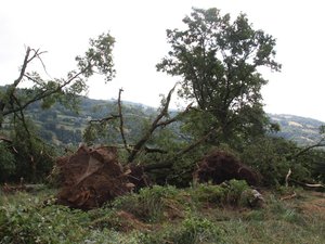 Aveyron : une tornade met en pièces une trentaine d'arbres dont une dizaine de chênes centenaires