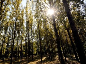 CARTE. Risque de feu de forêt : 10 départements en vigilance ce samedi, dont trois en Occitanie