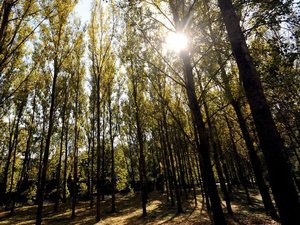 CARTE. Risque de feu de forêt : vigilance orange réactivée ce mercredi, le littoral d'Occitanie sous surveillance