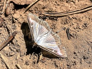 Dans le Sud-Aveyron, la nature est désormais obligée de s'adapter face à la pyrale du buis