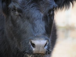 Occitanie : l'homme qui avait été bousculé par un taureau lors de la fête votive près de Nîmes est décédé