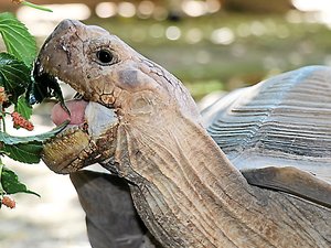 Les trucs à voir et à faire en Aveyron durant l'été : dans l'univers surprenant du reptilarium du Larzac