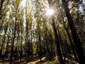 CARTE. Risque de feu de forêt : deux départements encore impactés par un danger élevé, ce mercredi