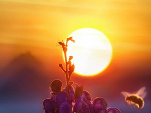 METEO. Cartes : coup de chaleur sur le sud de la France ce lundi 29 juillet, 39 départements en vigilance orange canicule