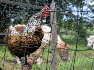 Votre été en Aveyron : en route pour les Bornottes, la ferme du bien vivre avec les animaux