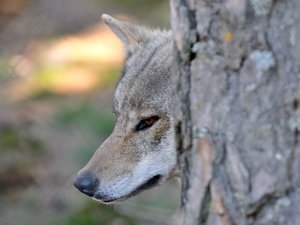 Aveyron : un loup abattu après une autorisation de tir délivrée par la Préfecture