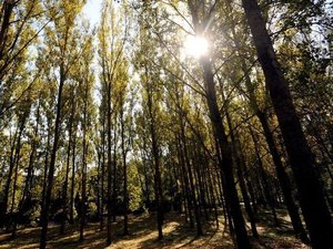 CARTE. Risque de feu de forêt : la vigilance orange encore activée dans plusieurs départements du sud, ce samedi