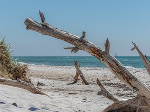 Occitanie : un nageur trouve un obus dans l'eau et le ramène près de la plage, le lieu évacué en attendant les démineurs