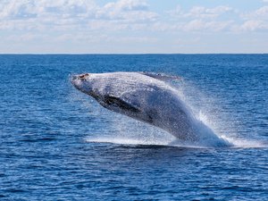 La belle image du jour : une baleine se mêle aux épreuves de surfs des JO de Paris 2024 à Tahiti