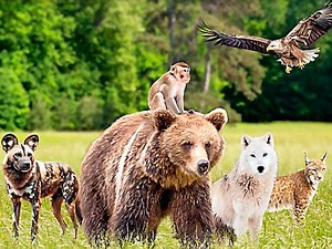 Les trucs à voir et à faire en Aveyron durant l'été : une journée au parc animalier du Ségala à Pradinas